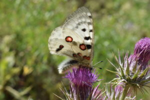 1722408050738199yOqY.png 图片 1.png