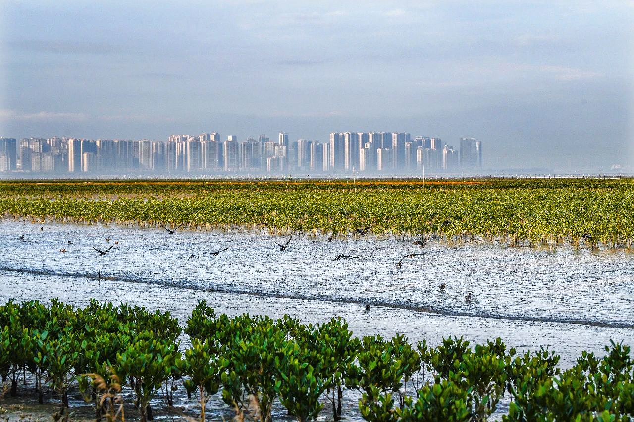 02湿地修复，筑起“海上绿色长城”.jpg